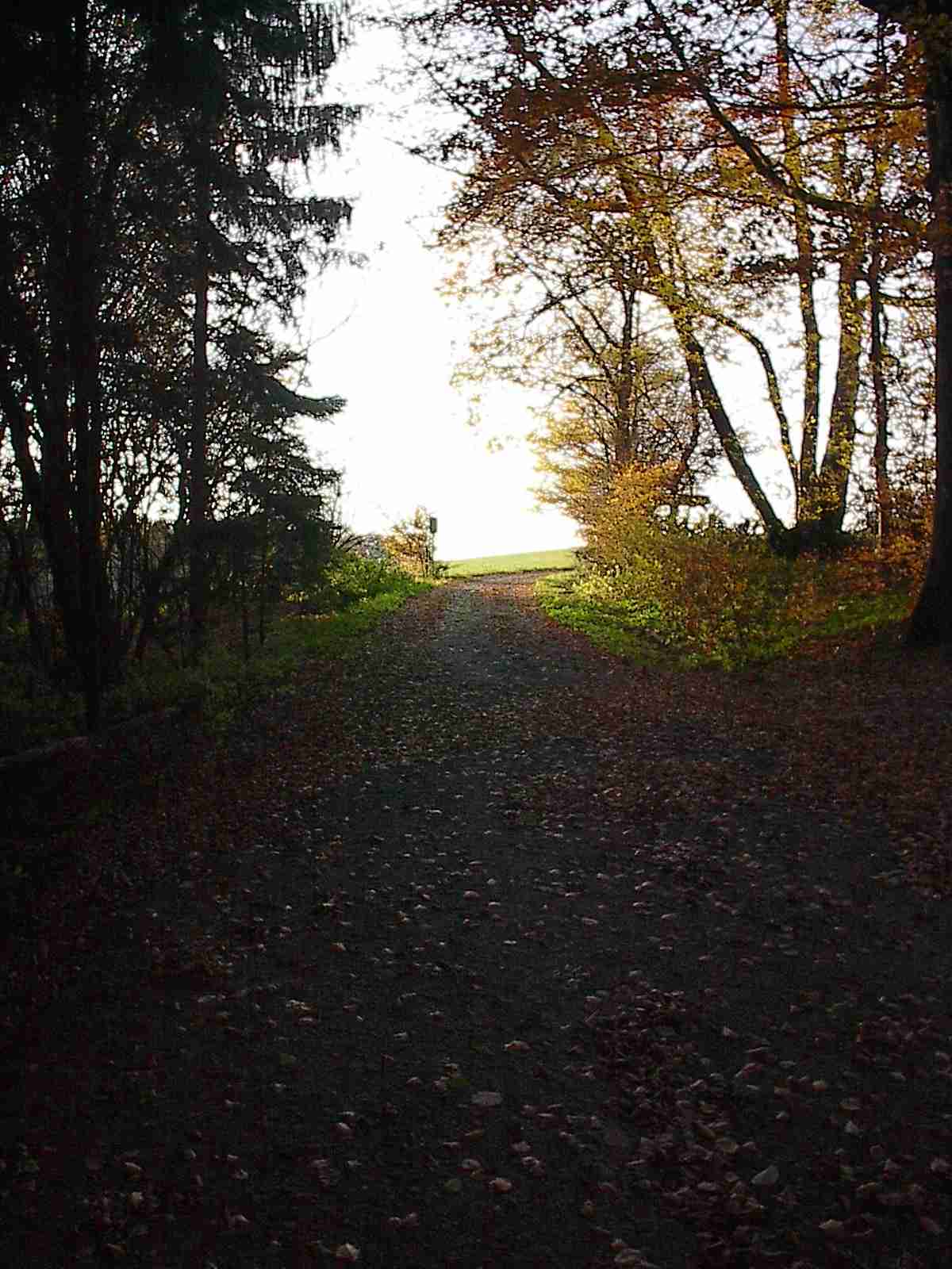 Waldweg_Wahnbachtal.jpg