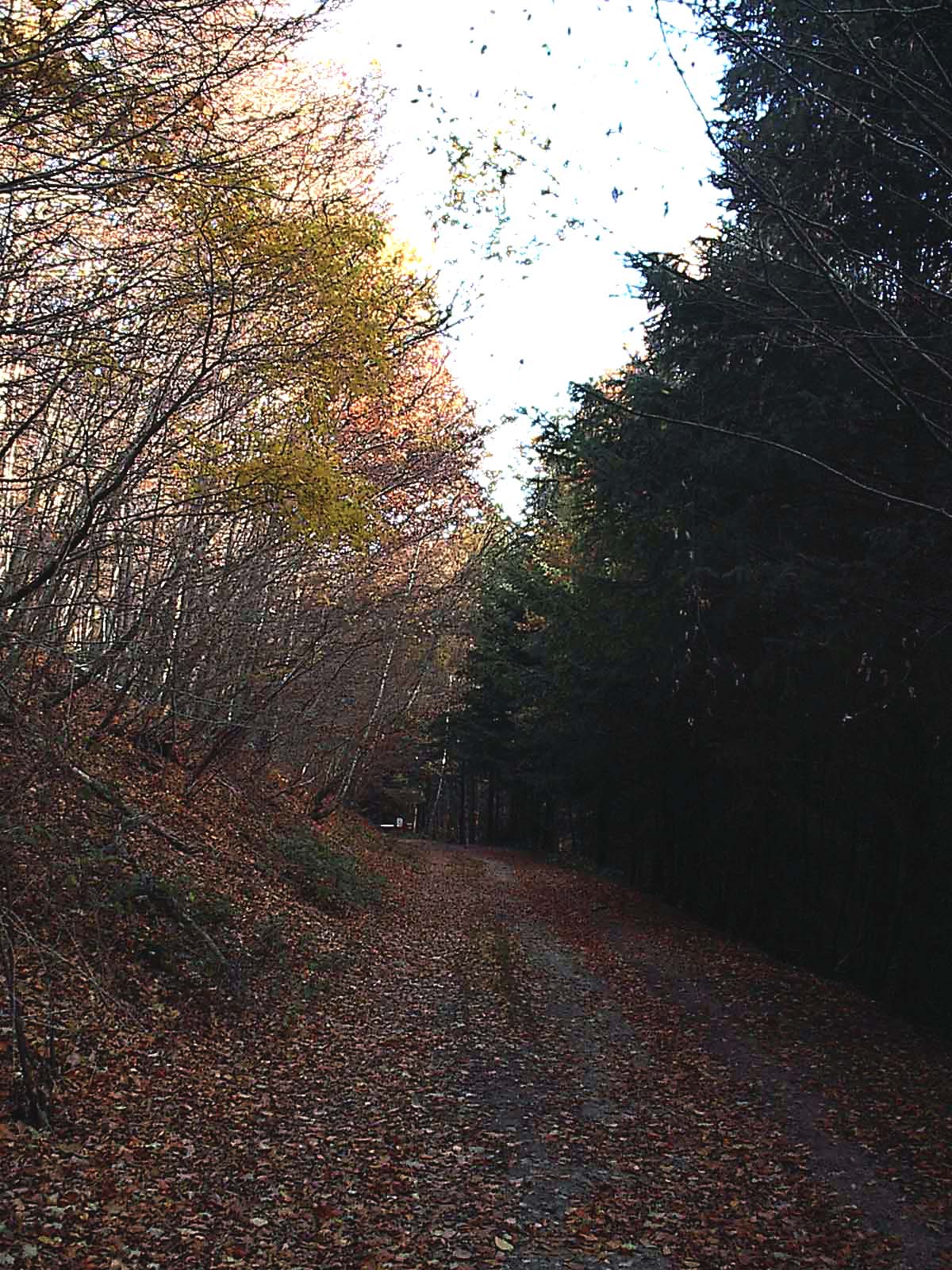 neunkirchen-seelscheid-wald.jpg